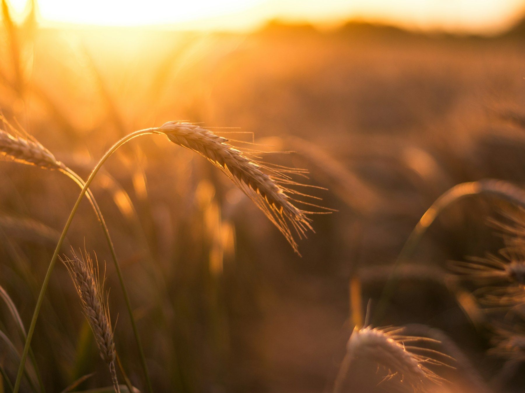 Golden wheat at sunset